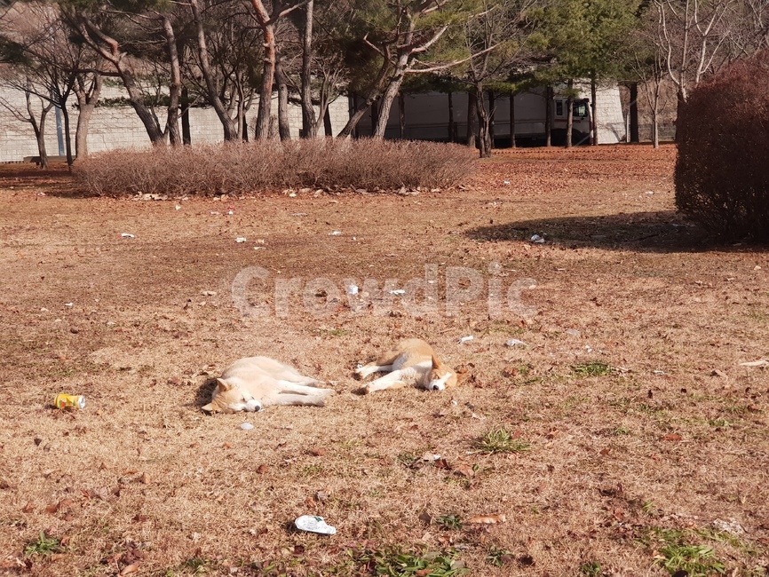 강아지,일광욕,힐링,낮잠,편함