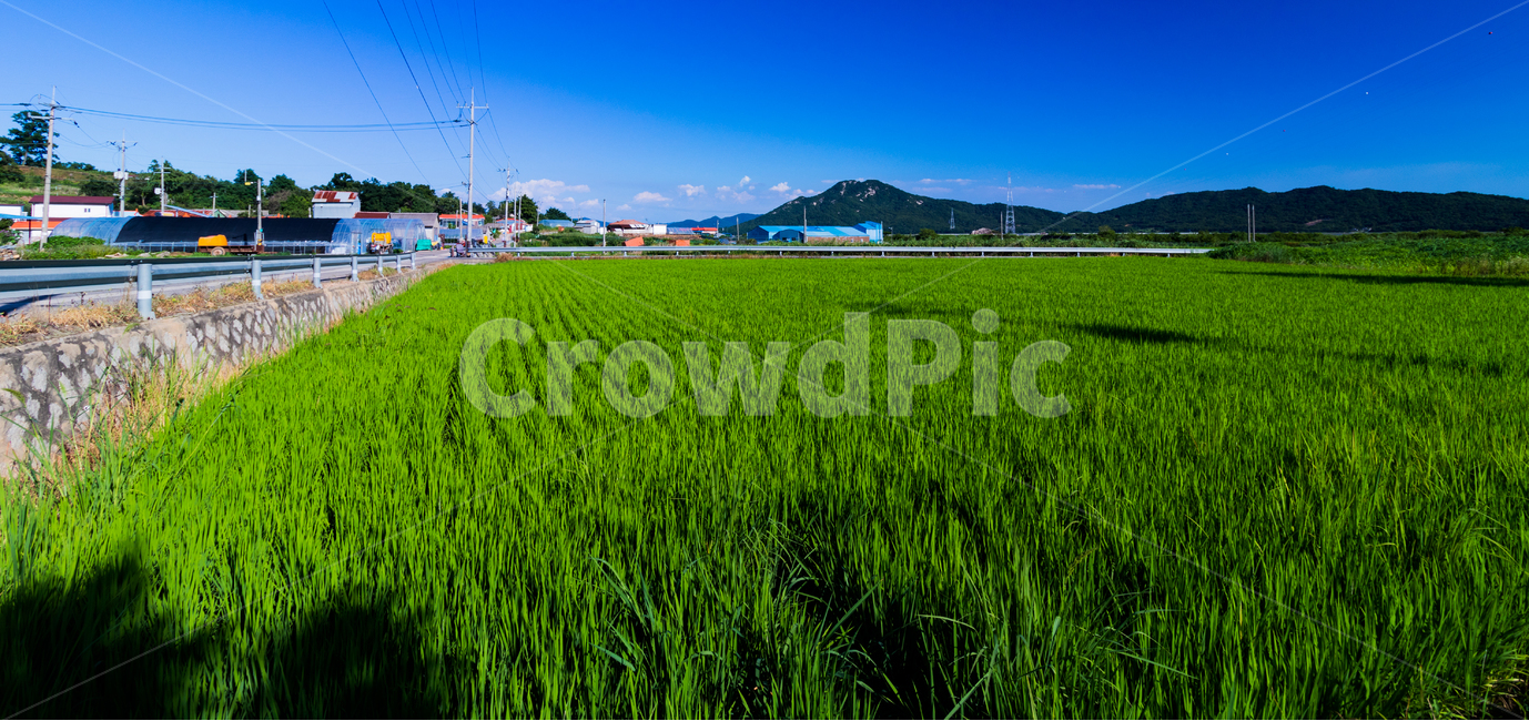 논,토지,땅,농촌,농지,농경지,들판,초록,여름,푸른,field,paddy,ground,farmland,farm,green,summer,벼,rice,시골,마을,풍경,landscape,country,rural,town,산업,industry,industrial,농업,농사,agriculture,farming,farming industry