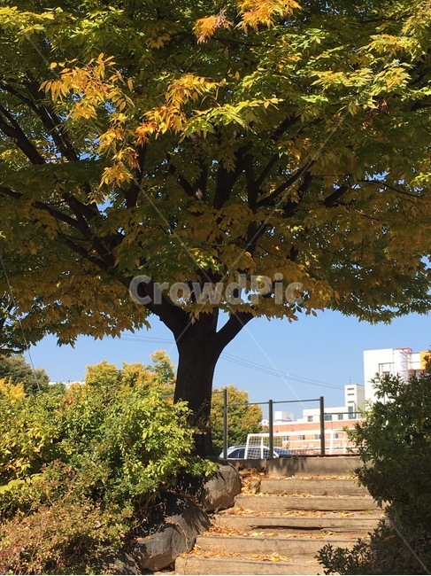 나무,단풍,가을,풍경,자연,tree,autumn,green