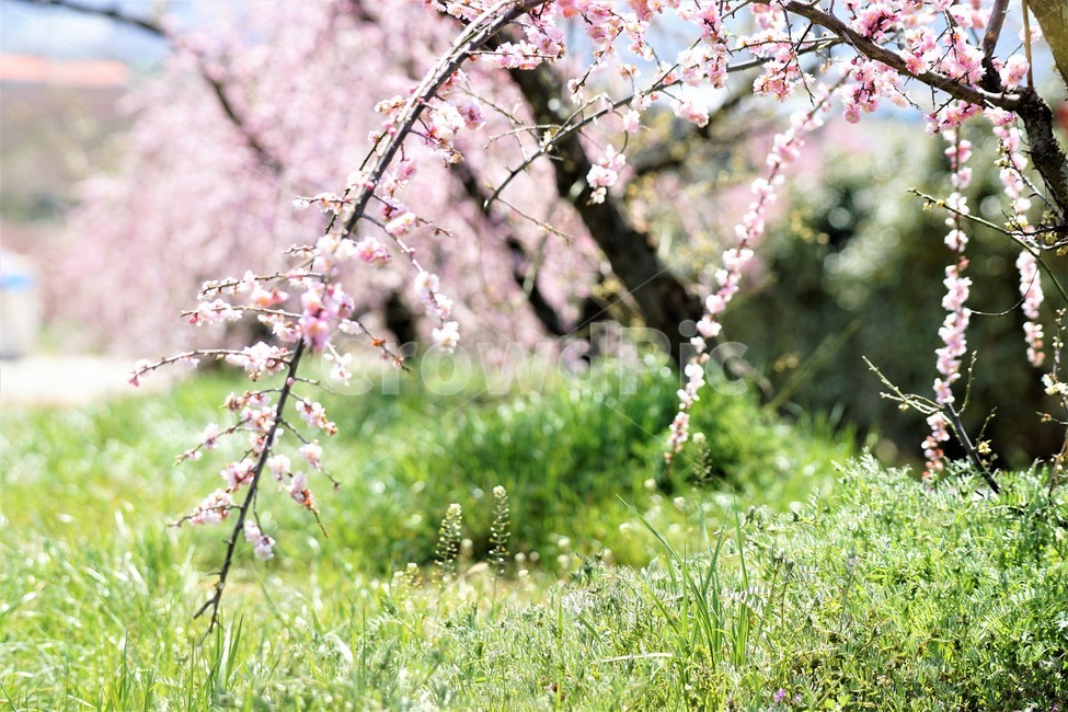 봄,꽃,매화꽃,자연,식물,나무,핑크,따뜻함,계절,nature,spring,season,tree,pink,flower,봄,계절,spring,season,꽃,flower,plant,blossom