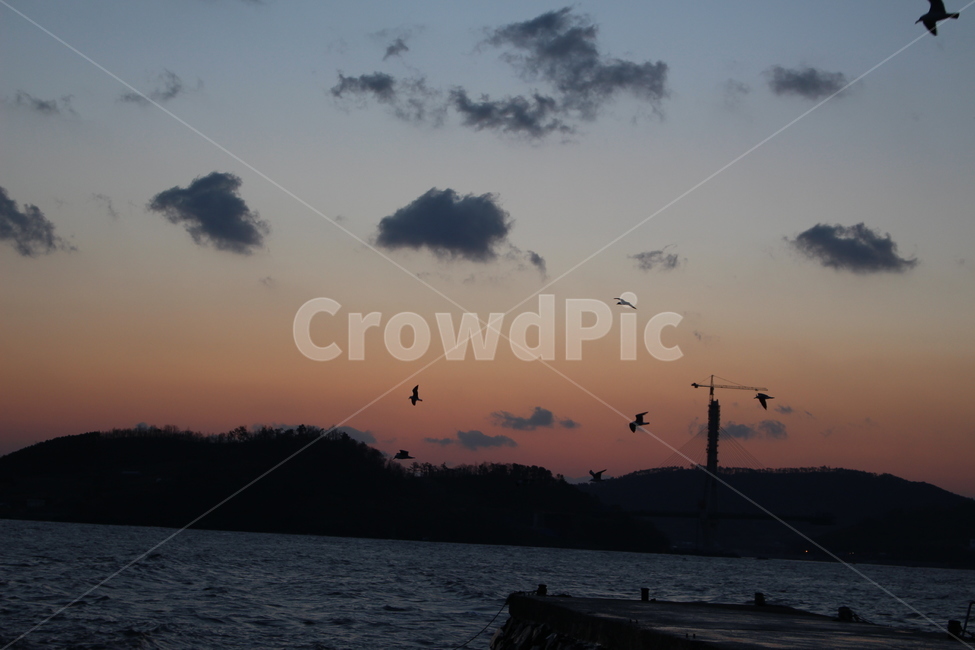 백수,해안도로,일출,해,바다,자연,풍경,nature,landscape,animal,동물,bird,새