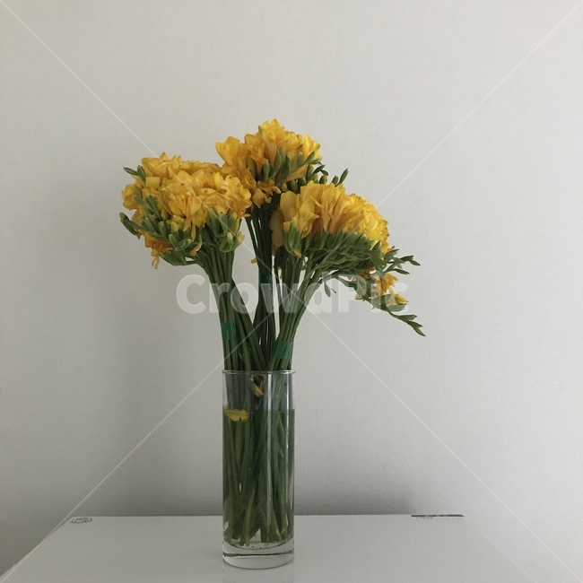 꽃,식물,프리지아,노란색,꽃다발