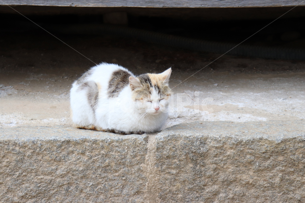 고양이,오죽헌,잠,귀여움,힐링