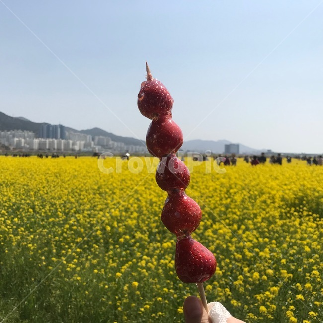 탕후루,유채꽃,과일,꽃,피크닉