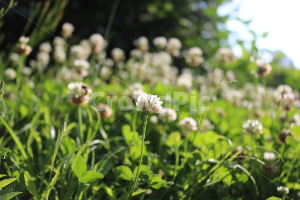 꽃,식물,벌,곤충,토끼풀꽃,초록,흰색,노랑,flower,plants,bee,insect,rabbitgrassflower,green,white,yellow,hana,shokubutsu,hachi,konchuu,usagikusabana,midori,shiro,kiiro,자연,nature,식물,자연,plants,nature,꽃,flower