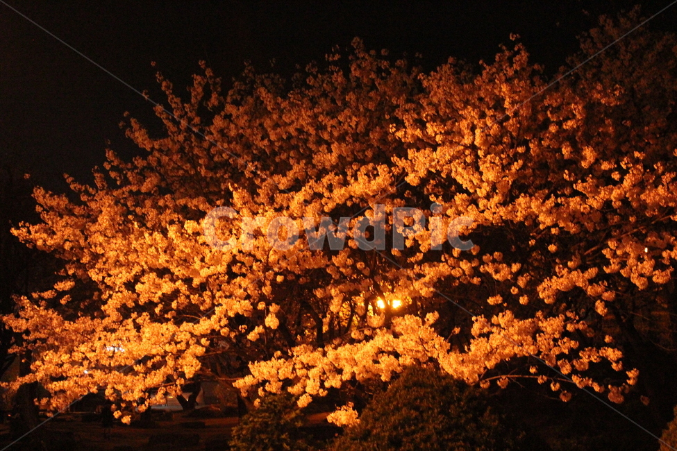 밤,벚꽃,벚꽃축제,봄,벚꽃엔딩,봄,계절,spring,season,야경,밤,풍경,nightscape,night,landscape,plant,식물,leaf,잎,tree,나무,maple,단풍