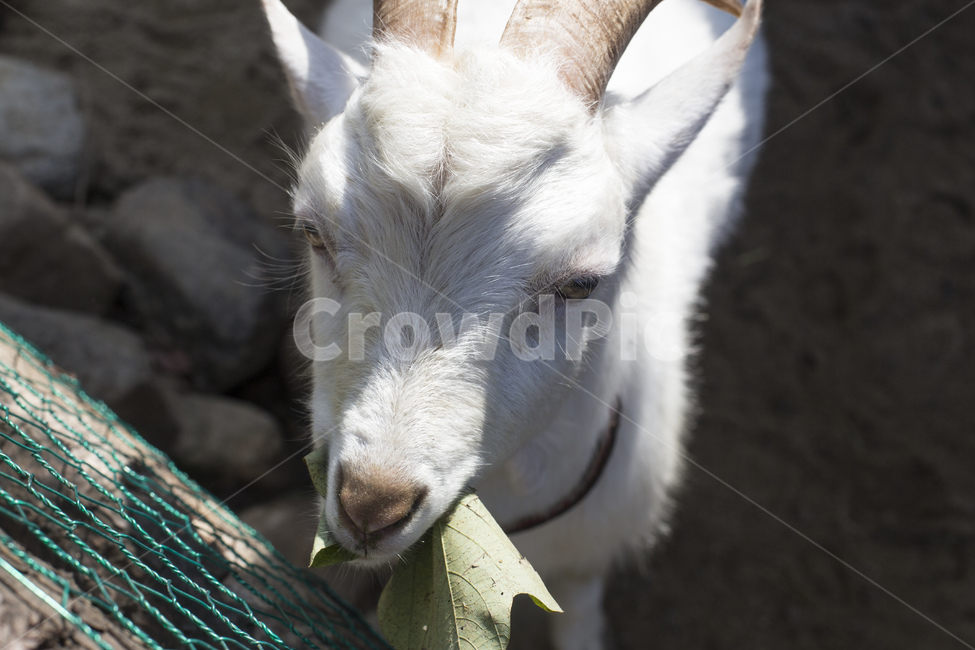 동물,염소,염소뿔,뿔,목장,동물원,포유류,먹이,풀,동물,animal,포유류,mammal
