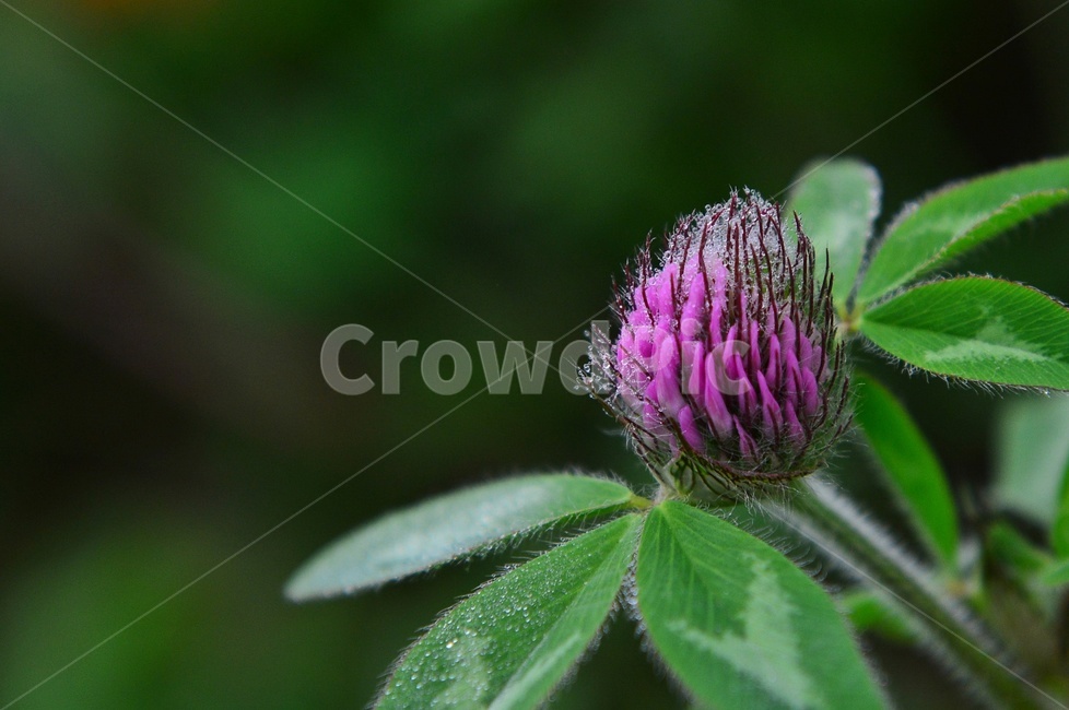 plant,식물,blossom,flower,꽃,엉겅퀴,엉겅퀴꽃,보라색,보라색꽃,식물,자연,plants,nature,꽃,flower