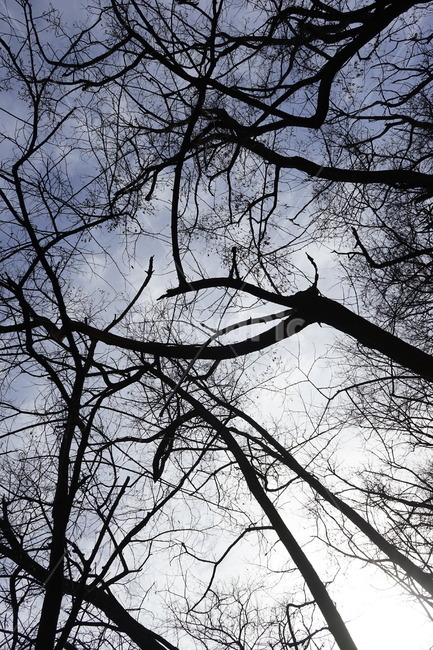 실루엣,초겨울,계절,하늘,silhouette,자연,가지,고목,나무,blue,season,winter,branch,tree,식물,자연,plants,nature,나무,trees,wood
