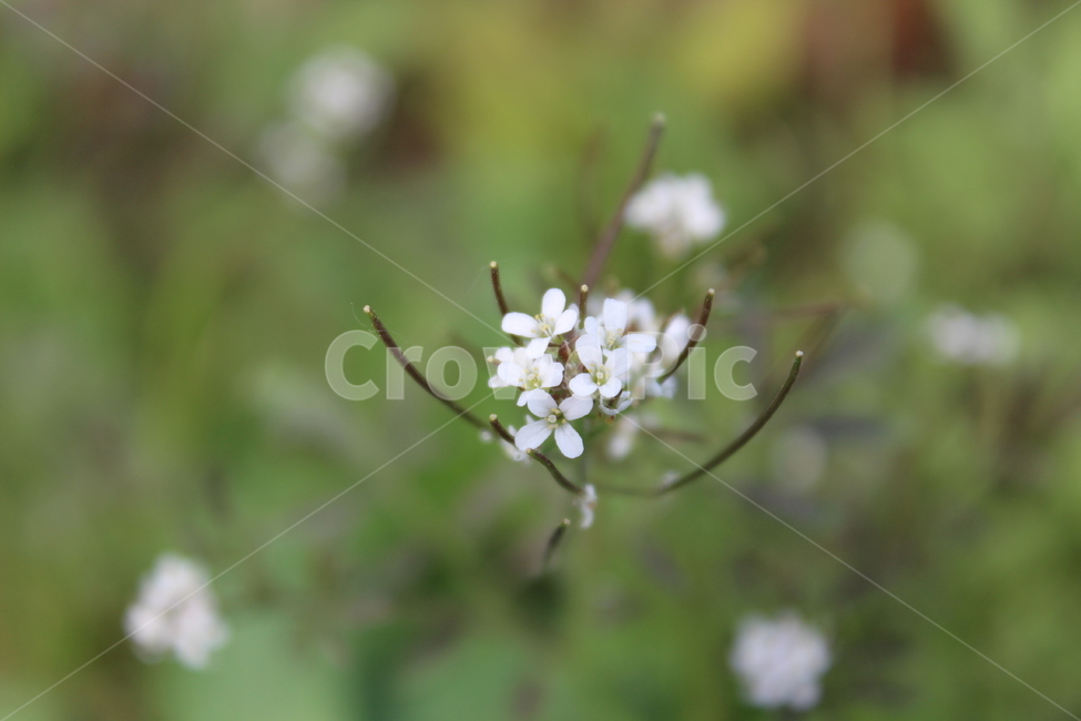 야생화,들꽃,들에핀꽃,야생꽃,작은꽃,칼라풀,식물,자연,plants,nature,꽃,flower