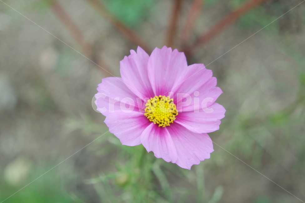 plant,식물,꽃,코스모스,cosmos,꽃잎