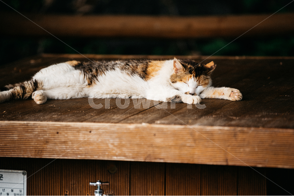 고양이,캣,냥냥이,길고양이,삼색이,치즈냥,냥,cat,동물,동물,animal,포유류,mammal,고양이,cat,kitten,kitty