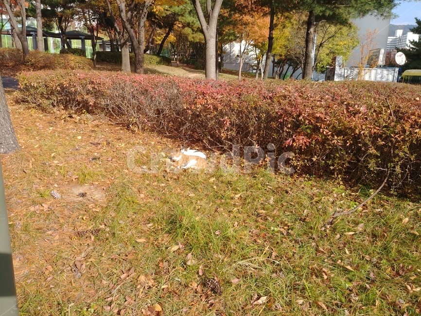 낮잠,고양이,공원,산책,부부