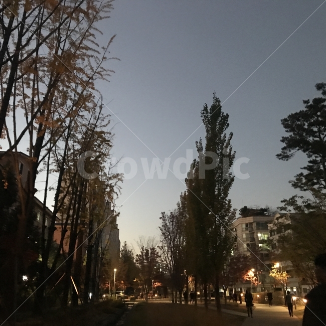 가을,밤,산책,경의선숲길,연트럴파크,야경,밤,풍경,nightscape,night,landscape,도시,city,한국도시풍경,한국도시경관,korea cityscape,plant,식물,tree,나무