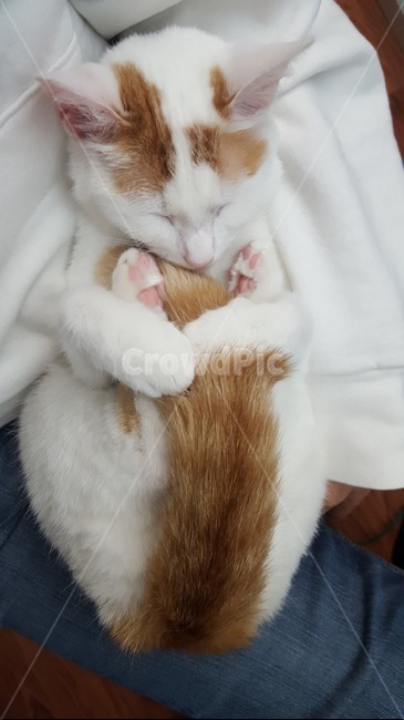 고양이,냥이,귀여운,심쿵,꼬리,애완묘,숙면,젤리,발바닥,집사,새끼고양이,cat,kitty,kitten,cute,tail,sleep,lovely,동물,animal,포유류,mammal,고양이,cat,kitten,kitty