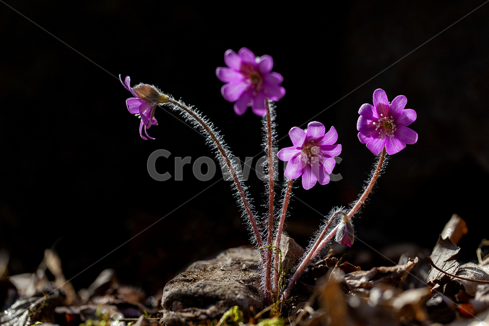 flower,꽃,plant,식물,노루귀,홍노루귀,식물,자연,plants,nature,꽃,flower