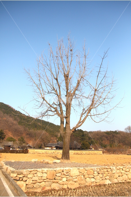 풍경,나무,겨울,하늘,햇살,겨울,계절,winter,season,시골,마을,풍경,landscape,country,rural,town,한국전통,한국문화,korean traditional,korean culture,식물,자연,plants,nature,나무,trees,wood
