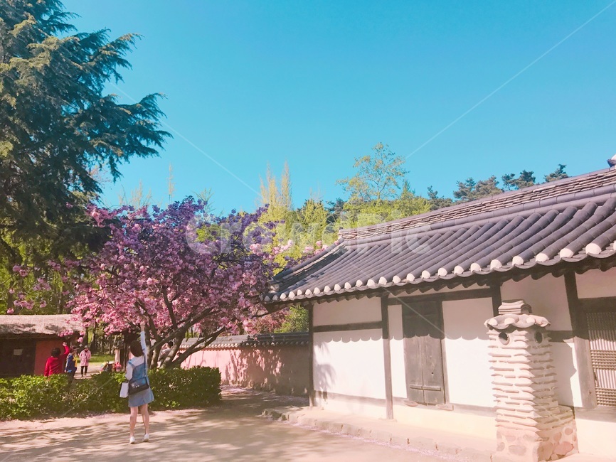 풍경,배경,기와집,뒷모습,봄,한국전통,한국문화,korean traditional,korean culture,건축물,건물외관,exterior,building,structure,architecture,construction