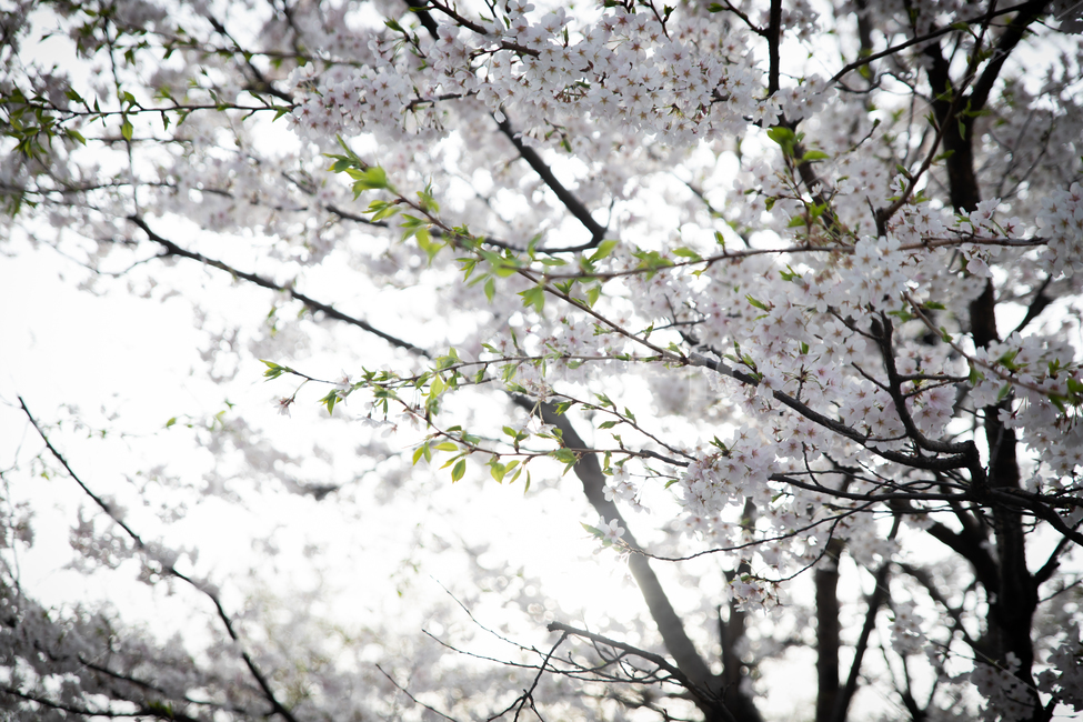 봄,spring,벗꽃,cherrytree,서울,korea,송파,봄,계절,spring,season,plant,식물,blossom,꽃,cherry blossom,벚꽃,flower