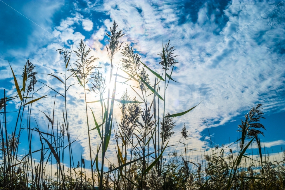 억새,자연,하늘,역광,sky,natural,가을,계절,fall,autumn,season,식물,자연,plants,nature,감성,sensible,feeling,grass,잔디,plant,lawn,reed,갈대