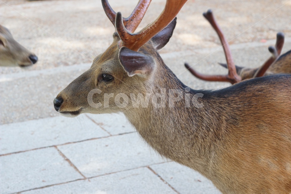 wildlife,animal,deer,japan,사슴,포유류,동물,동물,animal,포유류,mammal
