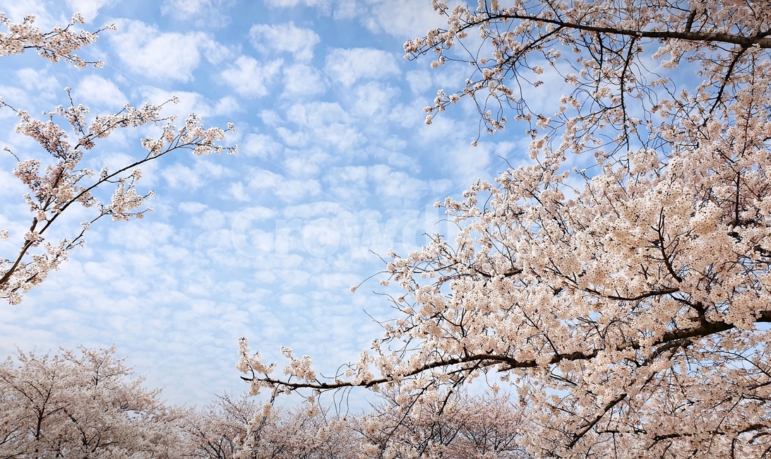 벚꽃,벚꽃놀이,꽃,나무,벚꽃나무,봄,봄철작물,tree,plant,flower,푸른하늘,구름,하늘,sky,blue,spring,봄,계절,spring,season,자연,풍경,nature,landscape,식물