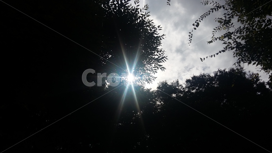 나무,그늘,태양,하늘,어둠,자연,풍경,nature,landscape,light,빛,flare,플레어