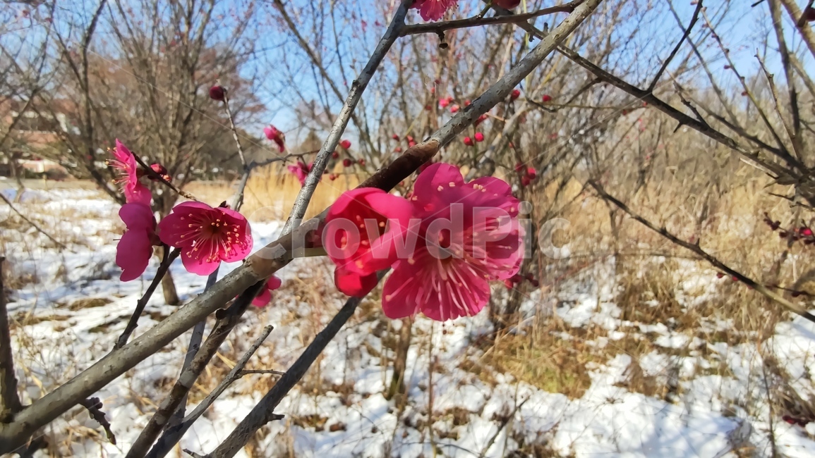 홍매화,매화,매화꽃,붉은매화꽃,홍매,자장매,maehwa,plant,식물,flower,blossom,꽃,식물,자연,plants,nature,꽃,flower