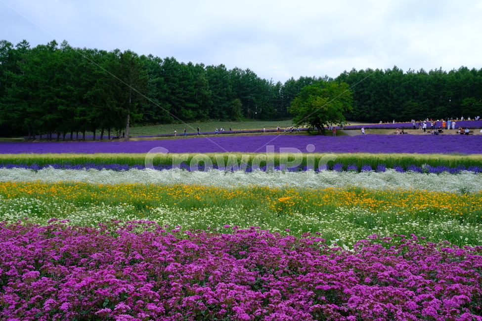 꽃,식물,라벤더,팜도미타,북해도,farmtomita,flower,홋카이도,보라색