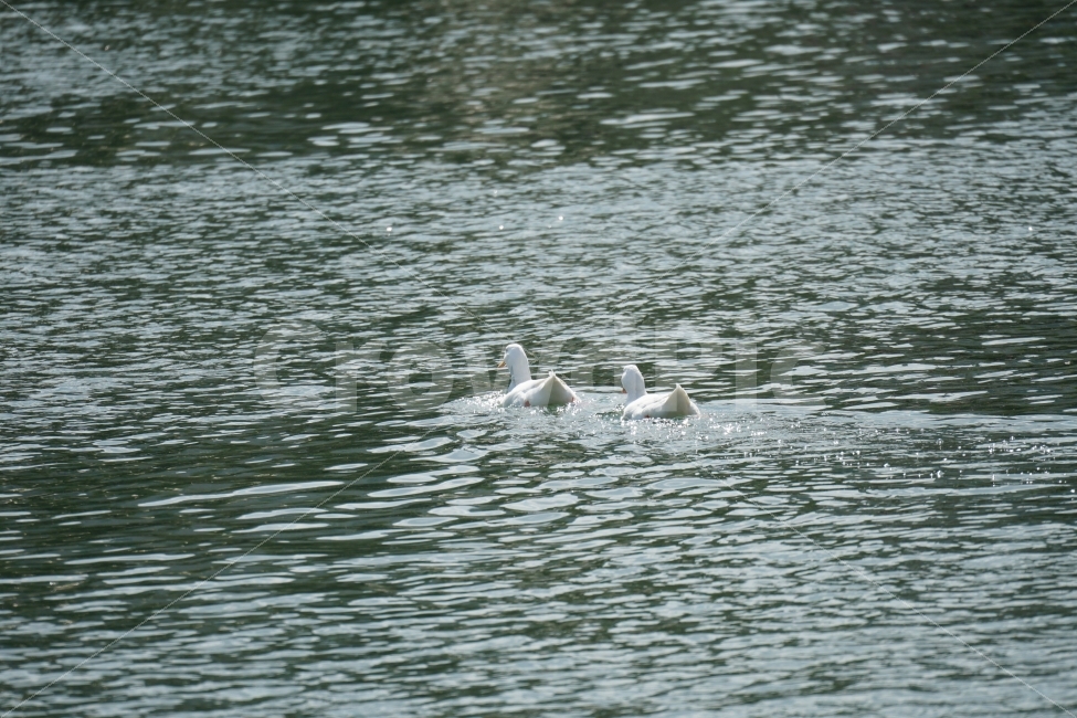 오리,백조,새,조류,동물,호수,강,자연,nature,bird,duck,lake,river,animal,헤엄,수영,swim,커플,swan,스완,물,water,물결,감성,감성사진,스냅,스냅사진,snap,snapshot,풍경,landscape,고니,한국자연,korea,석촌호수,서울,seoul,코리아,오리가족,couple,동물,animal,조류,새,birds