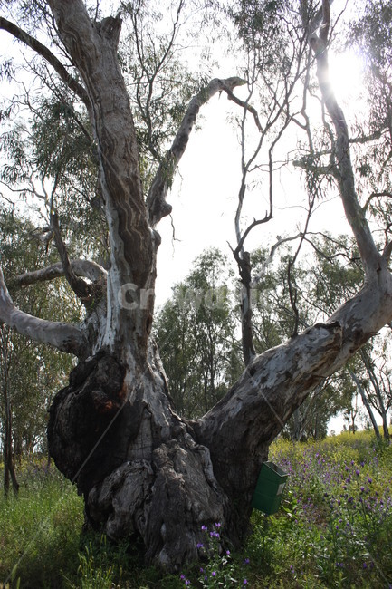 tree,나무,treetrunk,나무줄기,plant,식물,호주,정글