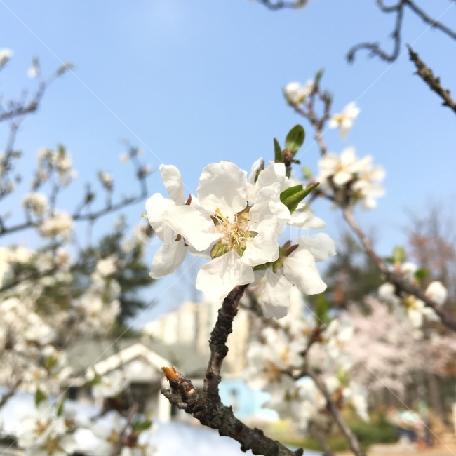 꽃,봄,봄꽃,흰색,식물,나무,자연,봄,계절,spring,season,식물,자연,plants,nature,꽃,flower,plant,blossom
