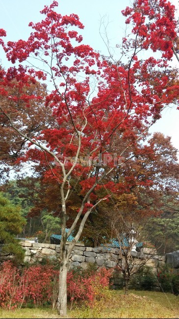 단풍,나무,식물,가을,빨강