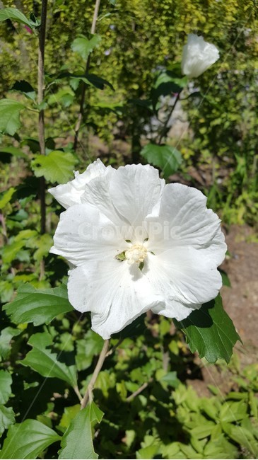자연,화이트,꽃,flower,초록,식물,자연,plants,nature,꽃,flower