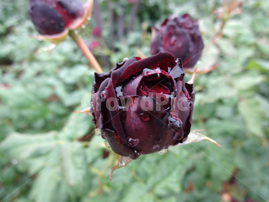 아스트리드그라핀폰하덴베르그,astridgrafinvonardenberg,적자색,독일장미,와인색,antiquetouchroses,식물,꽃,장미,봄,공원,봉오리,꽃잎,꽃망울,비,꿀은,꽃송이,야외,물방울,자연,봄비,화원,검정장미,흑장미,plant,flower,rose,spring,park,petal,bud,rain,nectar,blossom,outdoor,dropofwater,nature,springrain,thescenery,flowergarden,whiterose,lotuspink,blackrose