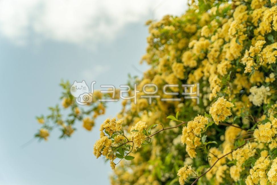 plant,식물,목향장미,넝쿨장미,flower,sky,하늘,blossom,rose,꽃,nature