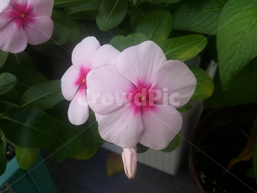 식물,꽃,flower,plant,자연,식물,자연,plants,nature