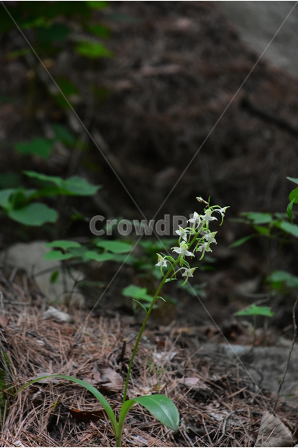 제비난초,야생화,생태,식물,자연,꽃,힐링,플라워,wildflower,flower,plants,nature,season,감성,느낌,emotion,feeling,초본,난초과,제비난초속,식물,자연,plants,nature,꽃,flower