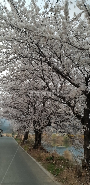 벚꽃,벚꽃나무,자연,나무,plant,식물,flower,꽃,blossom,봄,계절,spring,season,식물,자연,plants,nature,꽃,flower,나무,trees,wood