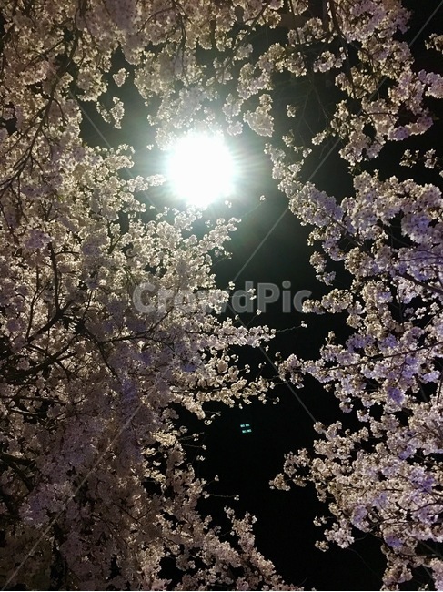 밤벚꽃,벚꽃,봄,spring,cherryblossom,april,소녀감성,감성