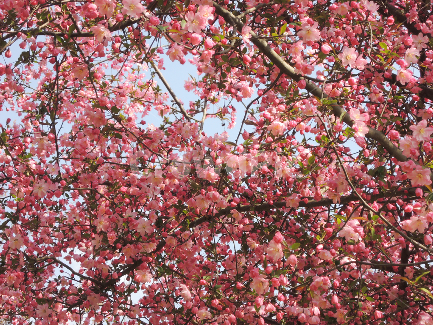봄,벚꽃,꽃잎,겹벚꽃,핑크,계절,나뭇가지,하늘,자연,park,spring,cherryblossom,season,branch,bloom,nature,tree,flower,floral,outdoor,petal,blossom,sakura,pink,봄,계절,spring,season,식물,자연,plants,nature,꽃,flower,plant
