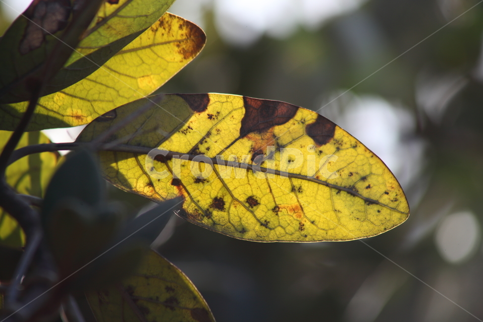 단풍,잎,식물,redleaves,엽록소,식물,자연,plants,nature