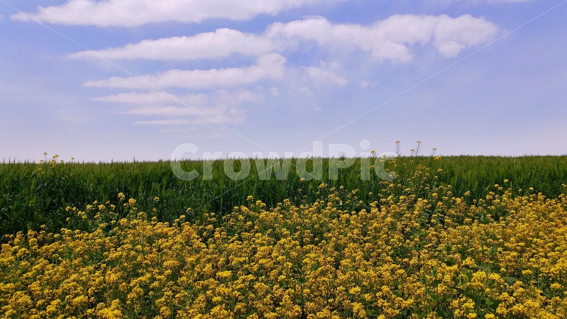 보리,하늘,초원,구름,유채꽃,푸른,풍경,landscape,sky,자연,바탕,background,들판,초록,green,청보리,노란,꽃,flower,유채꽃밭,봄,계절,spring,season,grassland,목초지,outdoors,옥외,field,들,nature,meadow,farm,농장,rural,농촌