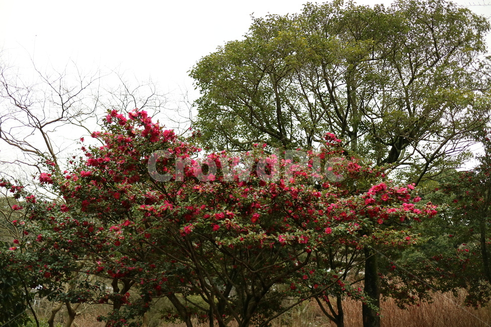 outdoors,옥외,garden,정원,식물,plant,arbour