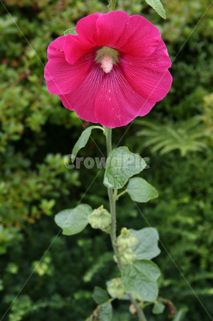 접시꽃,이슬,blossom,꽃,geranium,제라늄,plant,식물,flower,식물,자연,plants,nature,꽃,flower