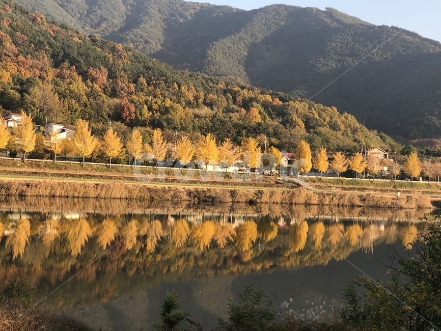 단풍나무,가을단풍,창녕,시골풍경,호수,고즈넉,맑음,autumn,healing,maple,lake,country