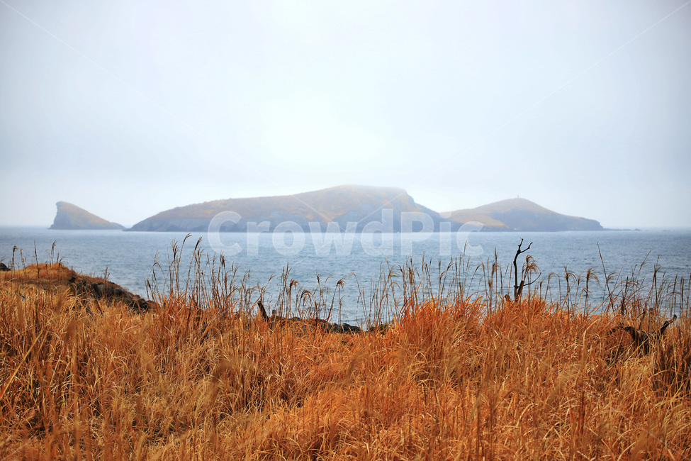 제주도,갈대,섬,바다,해안가,자연,풍경,nature,landscape,한국자연풍경,한국자연경관,korea nature landscape,제주도,jeju,jeju island,outdoors,옥외,land,땅,water,물,shoreline,해안선,sea,ocean,대양,plant,식물,grass,잔디