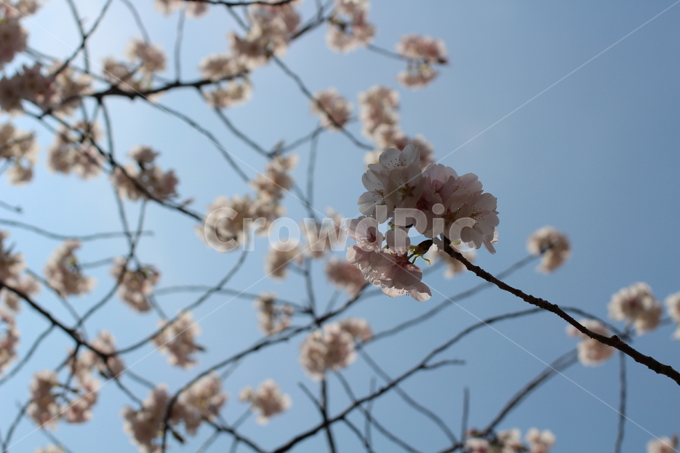 벗꽃,cherryblossoms,봄,꽃,분홍색,벗꽃잎,계절,분홍,깨끗한,예쁜,봄,계절,spring,season,식물,자연,plants,nature,꽃,flower,plant,blossom