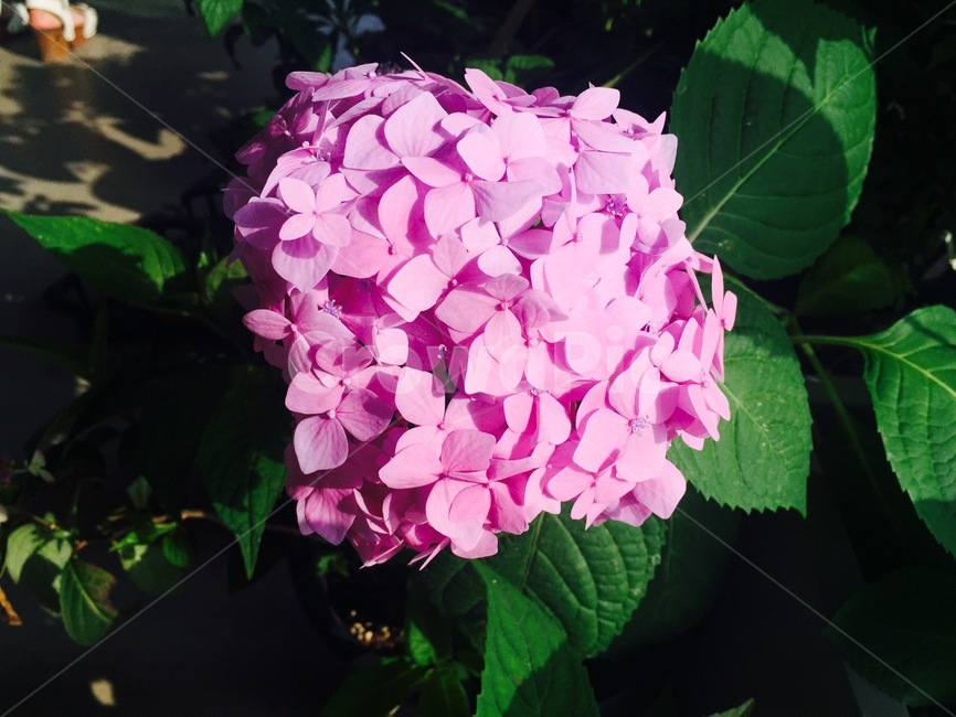 꽃,자연,수국,감성,따뜻한,blossom,plant,식물,flower,식물,자연,plants,nature,꽃,flower