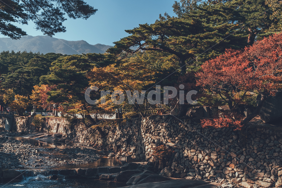 절,통도사,가을,단풍,낙엽,감성,가을,계절,fall,autumn,season,자연,풍경,nature,landscape,한국자연풍경,한국자연경관,korea nature landscape,outdoors,옥외,plant,식물,tree,나무